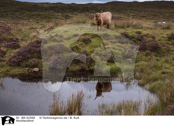 Hochlandrind / Highland cattle / BK-02568