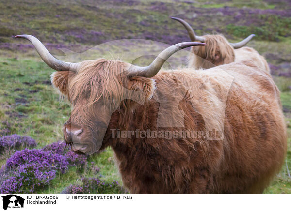 Hochlandrind / Highland cattle / BK-02569