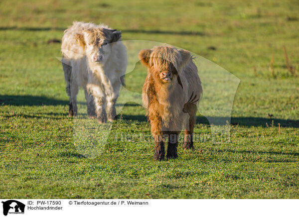 Hochlandrinder / Highland cattle / PW-17590