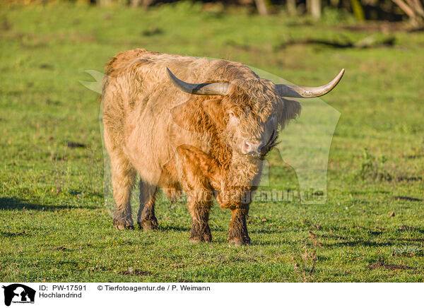 Hochlandrind / Highland cattle / PW-17591