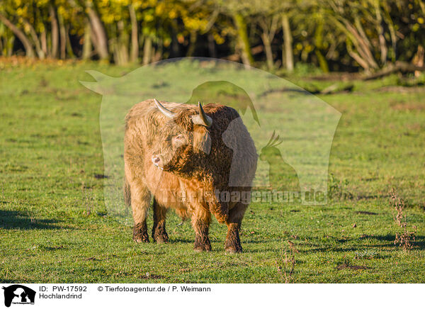 Hochlandrind / Highland cattle / PW-17592