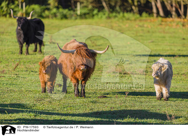 Hochlandrinder / Highland cattle / PW-17593