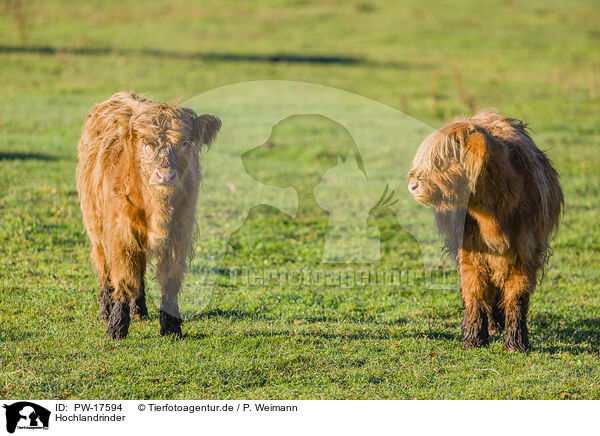Hochlandrinder / Highland cattle / PW-17594