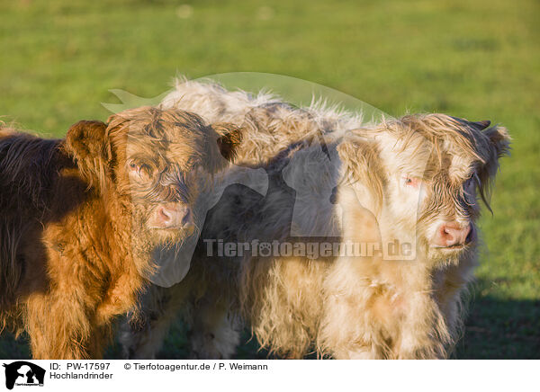 Hochlandrinder / Highland cattle / PW-17597