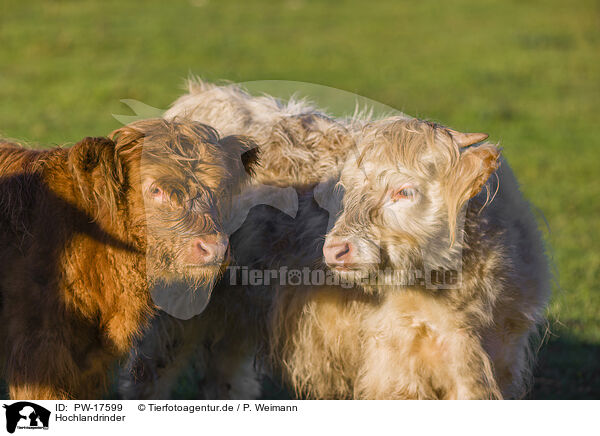 Hochlandrinder / Highland cattle / PW-17599