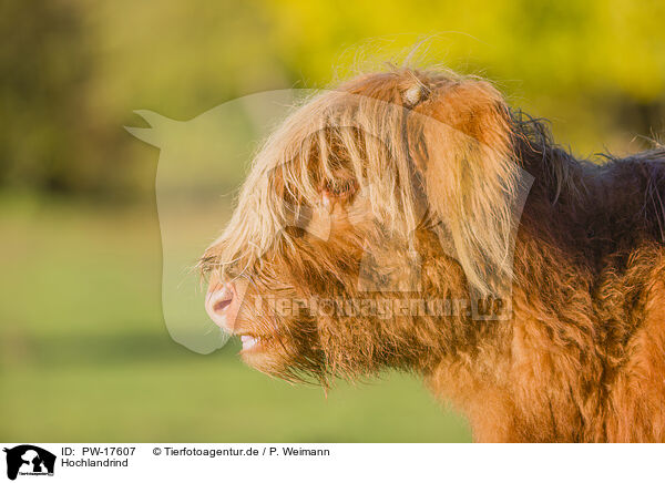 Hochlandrind / Highland cattle / PW-17607