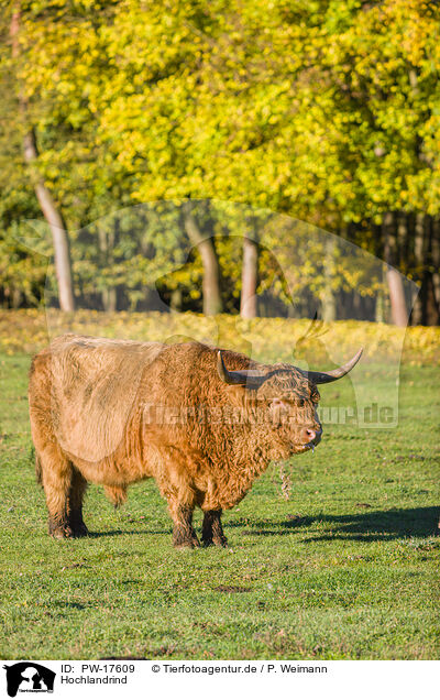 Hochlandrind / Highland cattle / PW-17609