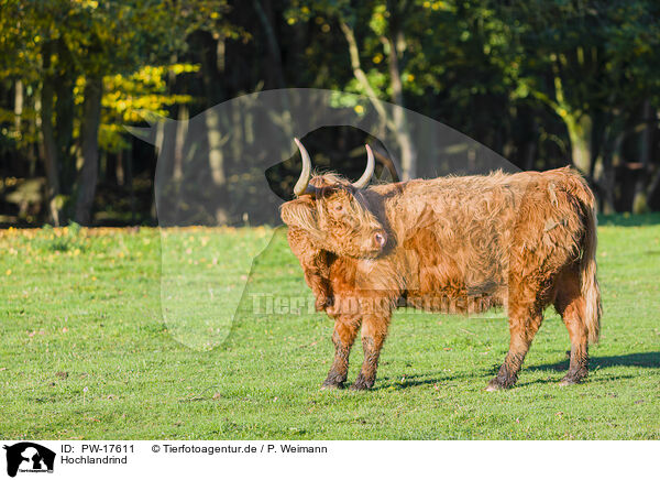 Hochlandrind / Highland cattle / PW-17611