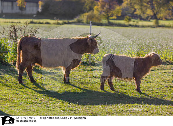 Hochlandrinder / Highland cattle / PW-17613