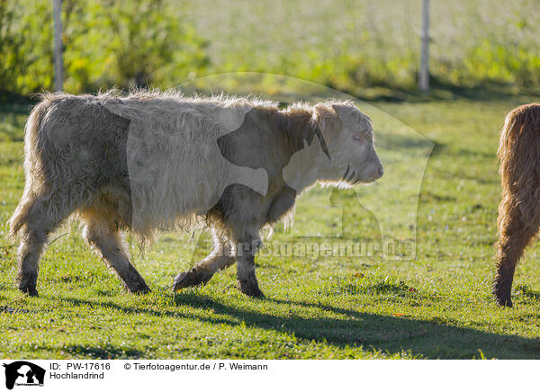 Hochlandrind / Highland cattle / PW-17616