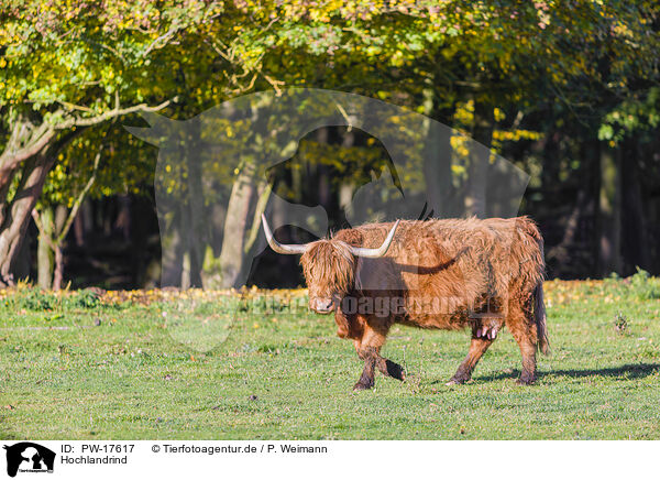 Hochlandrind / Highland cattle / PW-17617