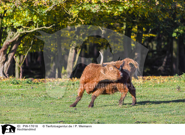 Hochlandrind / Highland cattle / PW-17618