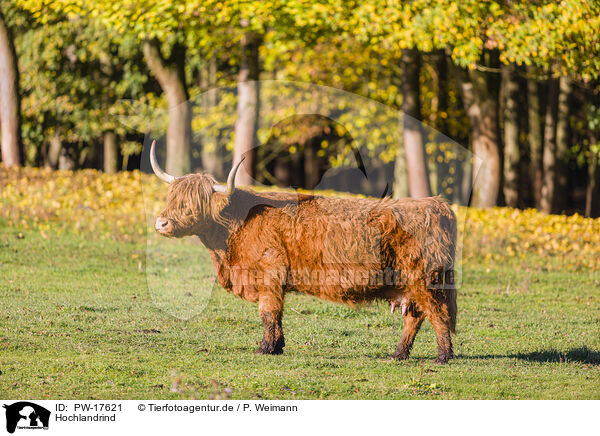 Hochlandrind / Highland cattle / PW-17621