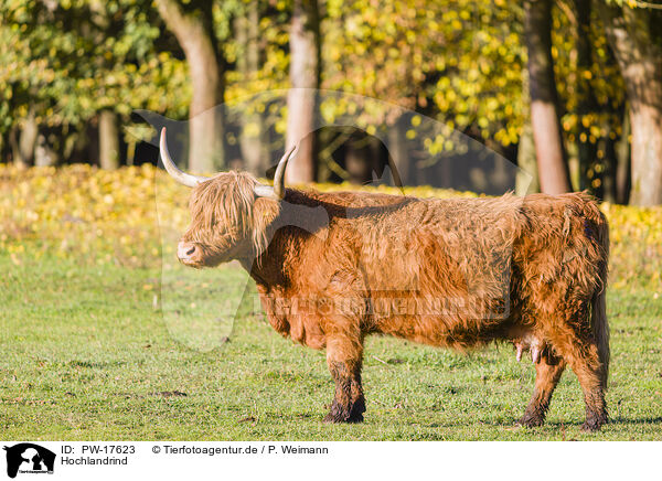 Hochlandrind / Highland cattle / PW-17623