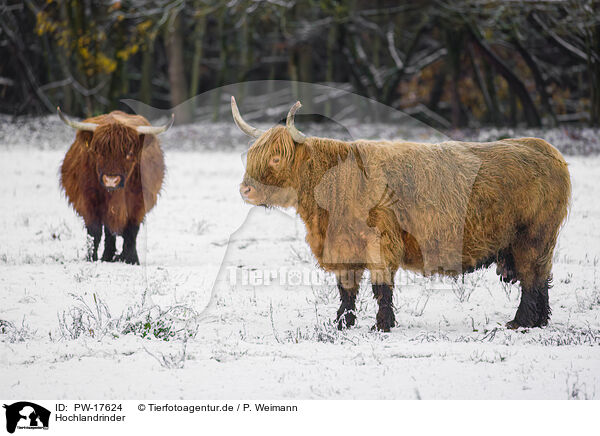 Hochlandrinder / Highland cattle / PW-17624