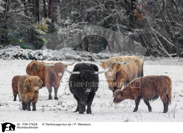 Hochlandrinder / Highland cattle / PW-17628