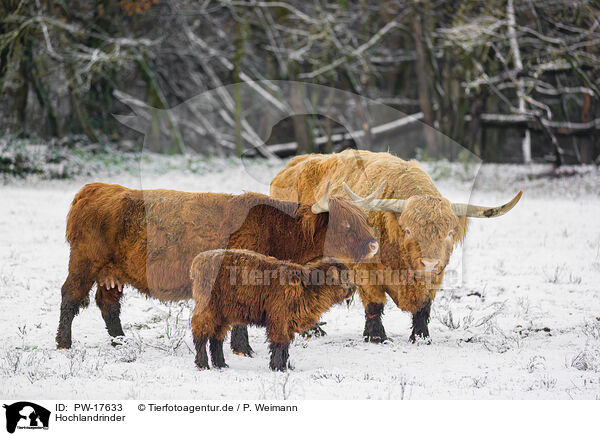 Hochlandrinder / Highland cattle / PW-17633