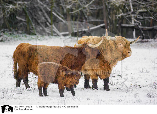 Hochlandrinder / Highland cattle / PW-17634