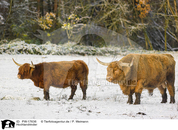 Hochlandrinder / Highland cattle / PW-17636