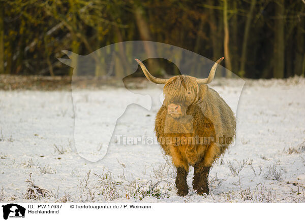 Hochlandrind / Highland cattle / PW-17637