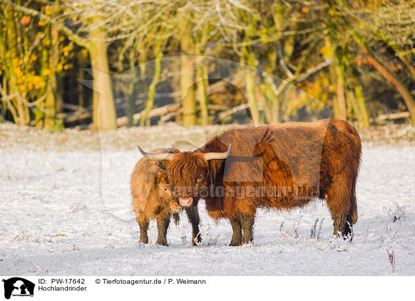 Hochlandrinder / Highland cattle / PW-17642