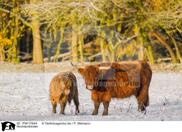 Hochlandrinder / Highland cattle / PW-17644