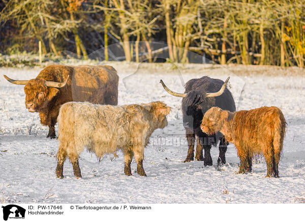 Hochlandrinder / Highland cattle / PW-17646