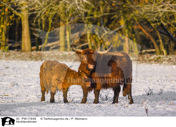 Hochlandrinder / Highland cattle / PW-17648