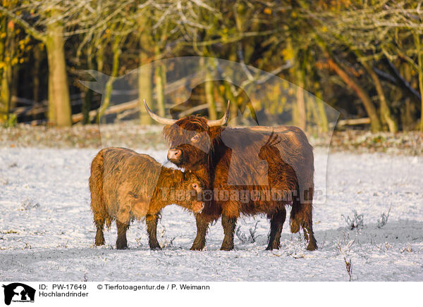 Hochlandrinder / Highland cattle / PW-17649