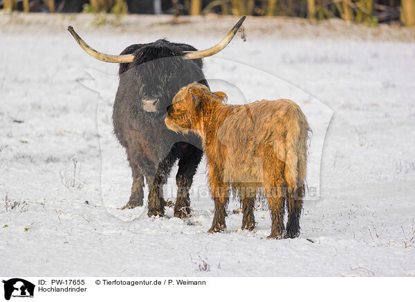 Hochlandrinder / Highland cattle / PW-17655