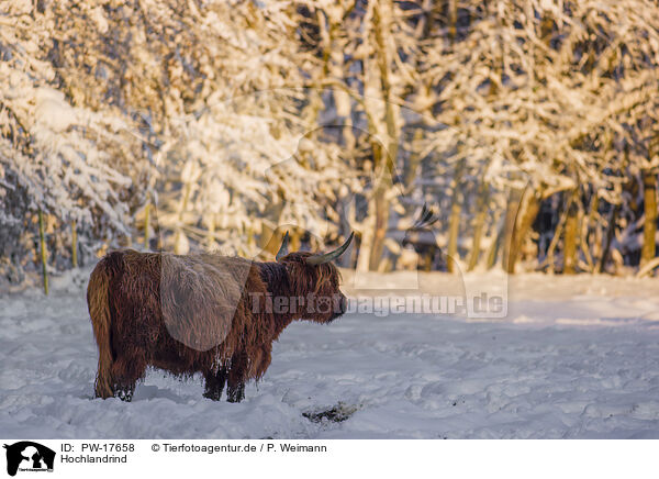 Hochlandrind / Highland cattle / PW-17658