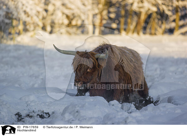 Hochlandrind / Highland cattle / PW-17659