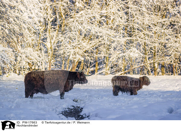 Hochlandrinder / Highland cattle / PW-17663