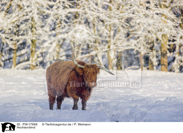 Hochlandrind / Highland cattle / PW-17668