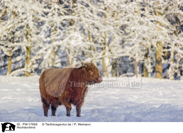 Hochlandrind / Highland cattle / PW-17669