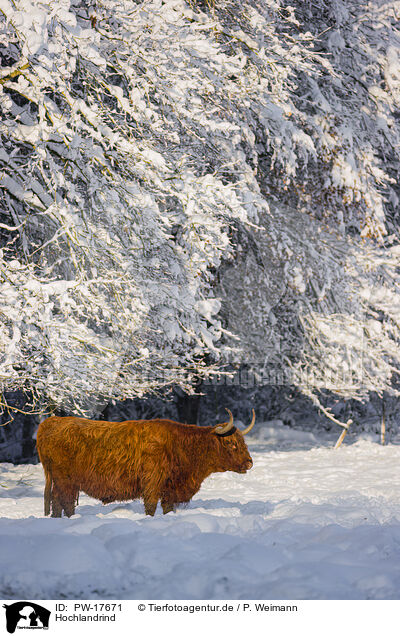 Hochlandrind / Highland cattle / PW-17671