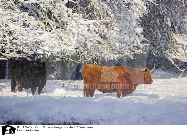 Hochlandrinder / Highland cattle / PW-17672