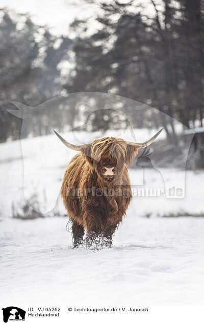 Hochlandrind / Highland Cattle / VJ-05262