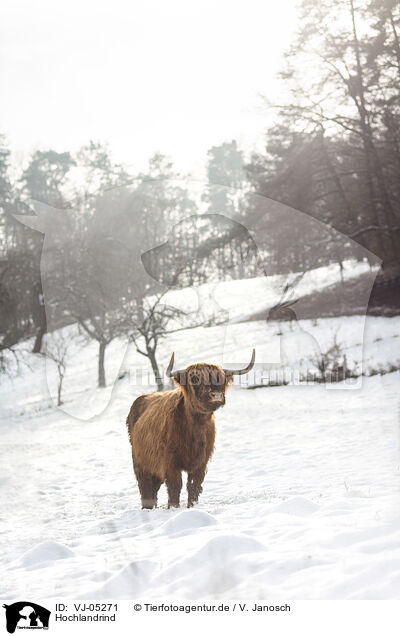 Hochlandrind / Highland Cattle / VJ-05271