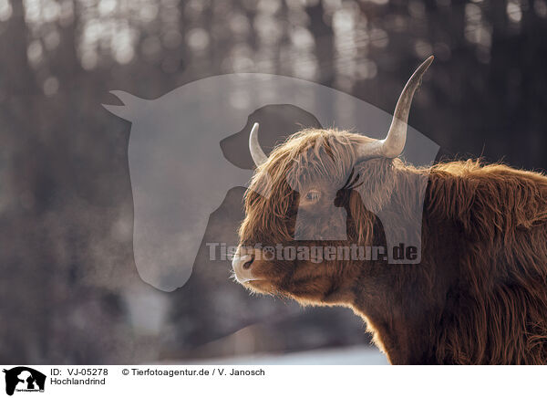 Hochlandrind / Highland Cattle / VJ-05278