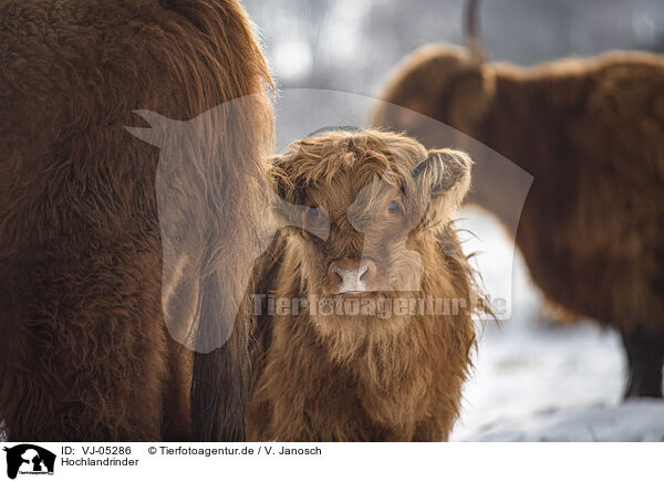 Hochlandrinder / Highland Cattle / VJ-05286