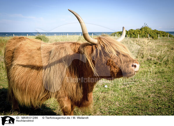 Hochlandrind / Highland cattle / MAW-01286