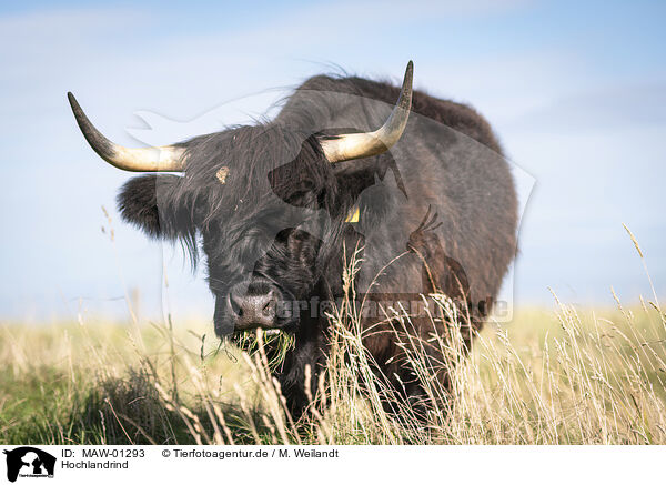 Hochlandrind / Highland cattle / MAW-01293