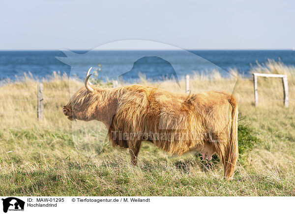Hochlandrind / Highland cattle / MAW-01295