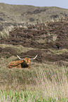 Schottisches Hochlandrind