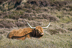 Schottisches Hochlandrind