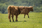 Hochlandrinder