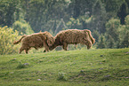Hochlandrinder