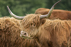Hochlandrinder