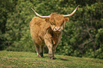 Hochlandrind